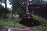 Под Брестом прошла буря: поломанные деревья и сорванные крыши