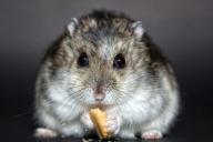 “Осталось 30 лет”: ученые признали хомяков вымирающим видом