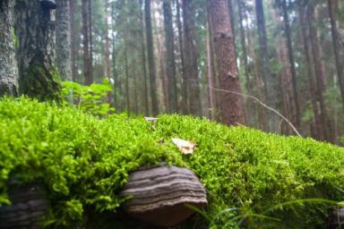 В Могилевской области нашли двух заблудившихся в лесу грибников