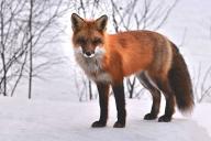 Ученые создадут единый справочник всех живых существ на Земле