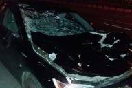 На МКАД лось попал в ДТП: вот какие были последствия