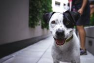 Как показать собаке, что вы в доме главный: 5 советов