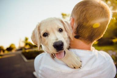 Почему собака не любит детей: 5 возможных причин