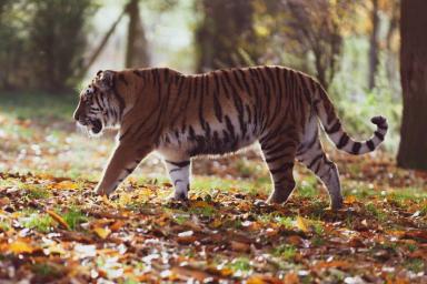 Всегда отдают пищу женщинам и детям и находятся на грани вымирания: 5 удивительных фактов о тиграх