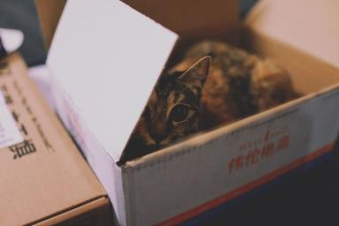 Не только из-за удобства: эксперты назвали 5 причин, почему кошки любят коробки