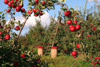 Как ухаживать за яблоней, чтобы получать богатый урожай яблок