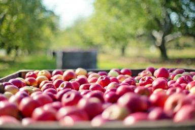 7 важных советов, как сохранить урожай яблок