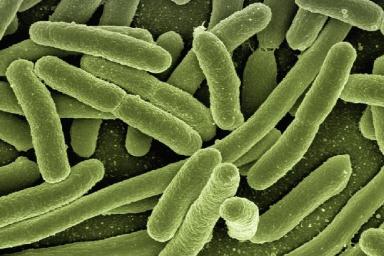 Ученые смогли «воскресить» древних морских микробов