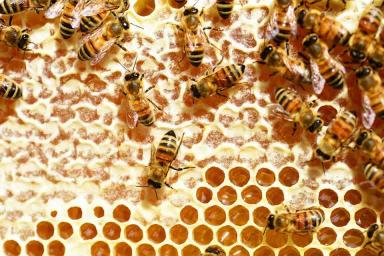 Ученые нашли мед, полезный для диабетиков