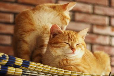 Дело вовсе не в капризах: ученые выяснили, почему кошки придирчивы в вопросах питания