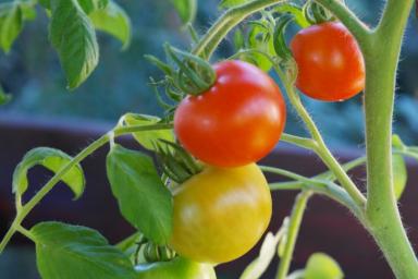 8 копеечных средств для обработки томатов от фитофторы