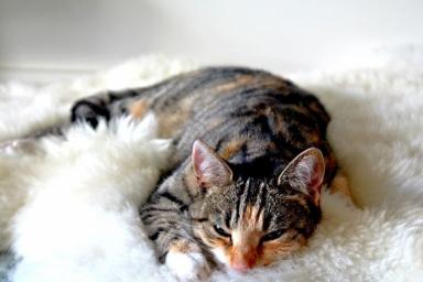 Почему кошка любит спать у хозяина в ногах: 4 неожиданные причины