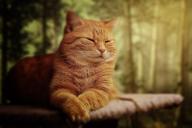 3 типа людей, которых не любят кошки