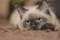 Ученые подсказали, как правильно подсчитывать человеческий возраст кошки