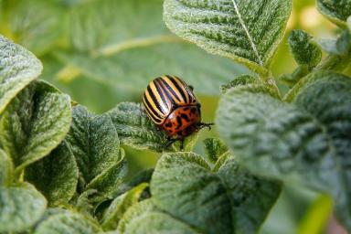 8 способов, как избавиться от колорадского жука на участке