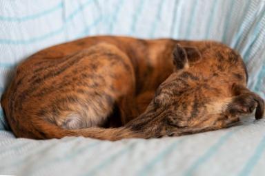 Как определить настроение собаки по позе, в которой она спит: вы удивитесь