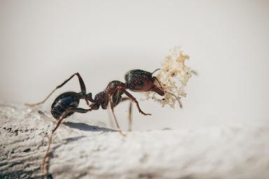 Вы не поверите: спастись от муравьев поможет необычайно простое средство