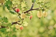 5 недорогих продуктов, которые способны укрепить здоровье