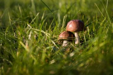 Медики назвали грибы, которые ошибочно считают съедобными