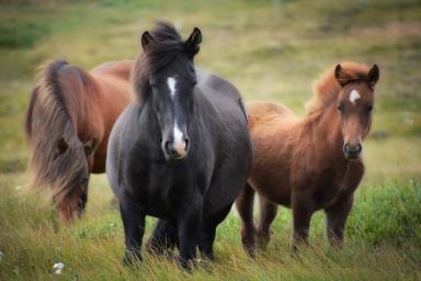 Любят кофе и видят цветные сны: 5 удивительных фактов о лошадях