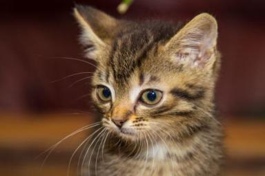 Парень «законсервировал» котенка в банке ради фото в Instagram: грозит до 3 лет тюрьмы