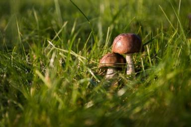 Доктор Мясников напомнил об опасности лесных грибов