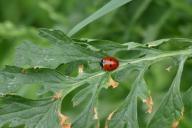 Борьба с тлей: простые народные методы и лучшие препараты