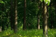 В эти леса белорусам запрещено ходить