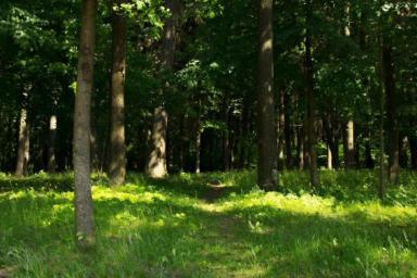 Белорусам запретили ходить в лес в этих районах