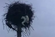 В Щучинском районе сотрудники МЧС спасли запутавшегося в веревке аиста