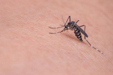 5 простых лайфхаков, которые помогут избавиться от неприятных ощущений после комариного укуса