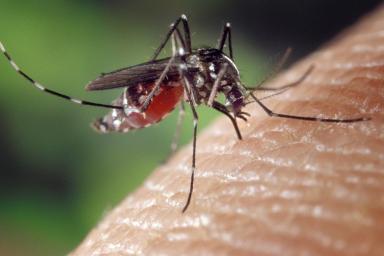 Названа категория людей, которых больше всего «любят» комары