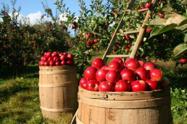 5 советов, как вырастить обильный урожай яблок