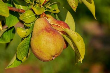 8 способов, как вырастить богатый урожай груши