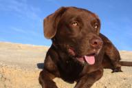 Почему собака лезет целоваться: эксперты назвали 5 главных причин