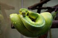 Вырастают до 7 метров и едят 5 раз в год: 5 удивительных фактов о питонах