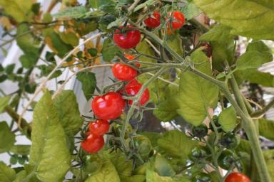 Как увеличить урожай томатов: 3 народных способа