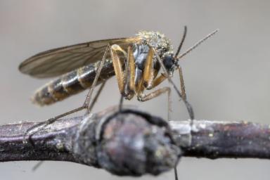 В Норвегии женщина наловила ведро комаров. Осталось придумать, что делать с добычей