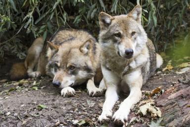 Выбирают 1 партнера на всю жизнь и не поддаются дрессировке: 5 фактов о волках, о которых вы не знали