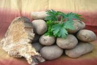 Как правильно хранить собранный картофель: дачные советы