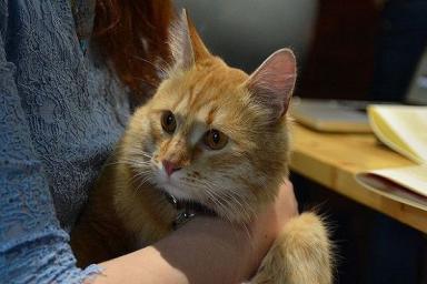 София Мачульская и бизнес «по-кошачьи»