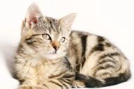 Лекарства для кошек оказались эффективными против коронавируса