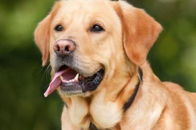 Найти по запаху. Собак научили определять коронавирус с точностью до 94%