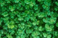 Названы десять самых ядовитых растений на Земле