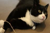 Главный кот-мышелов МИД Британии ушел в отставку