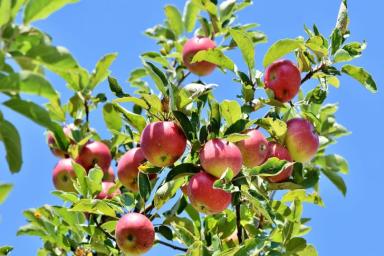 Как правильно посадить молодую яблоню, чтобы сразу получить урожай
