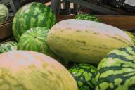 Диетолог рассказала, как правильно есть дыню и арбуз