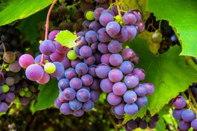 8 причин, почему стоит регулярно есть виноград