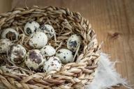 Чем полезны перепелиные яйца и как употреблять их в пищу правильно: советы диетолога
