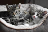 Вовсе не из-за любви: стало известно, почему кошка лижет руки хозяину